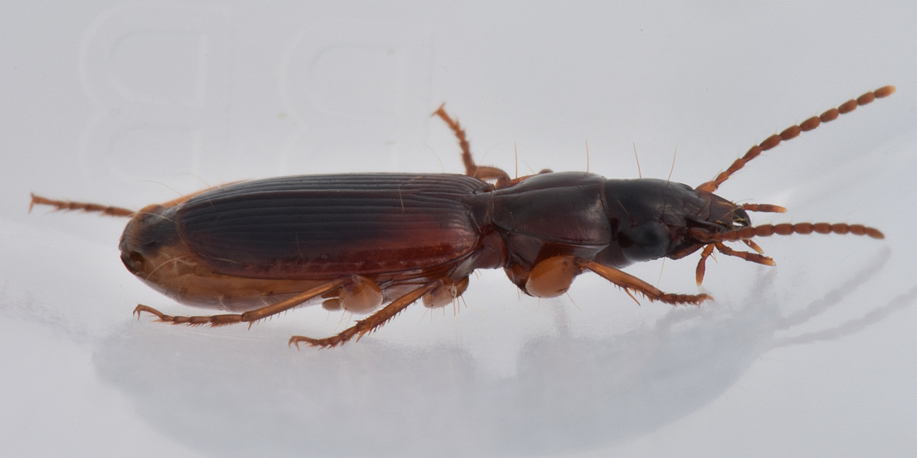 Carabidae: Potrebbe essere lui? cerrrto che  lui! Pseudomasorerus canigoulensis